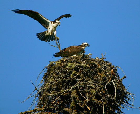 [Osprey-male-and-female-nest.jpg]