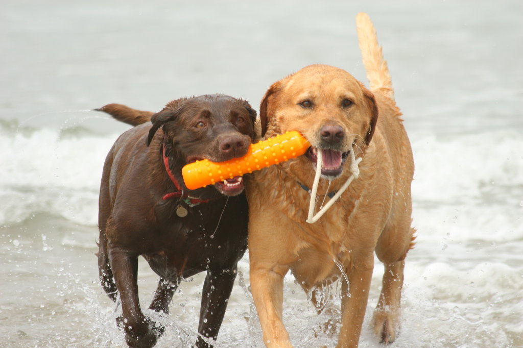 [Dogs+sharing+toy.JPG]