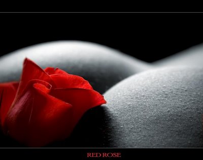 [rosa+roja+en+cuerpo.jpg]