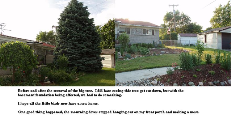 [tree+before+after.JPG]
