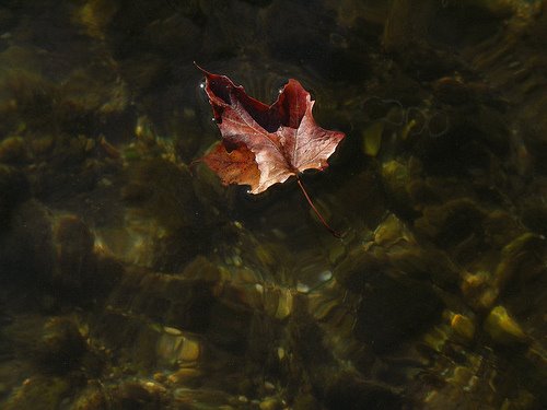 [floaty+leaf.jpg]