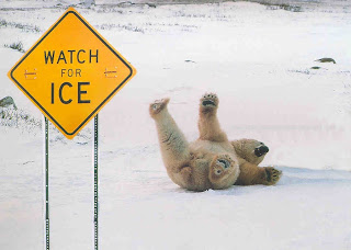 Polar Bear on Ice
