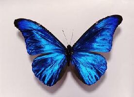 [mariposa-azul.jpg]