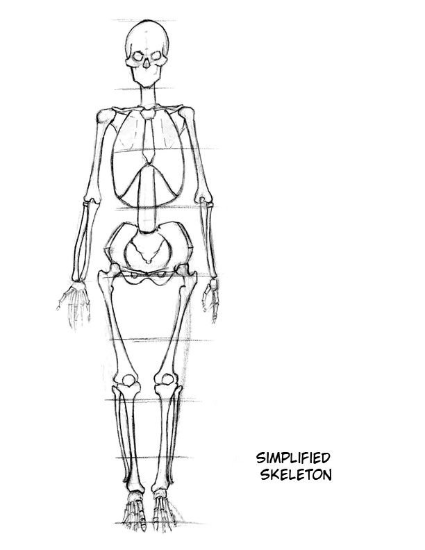[Female_SimplifiedSkeleton_A.jpg]