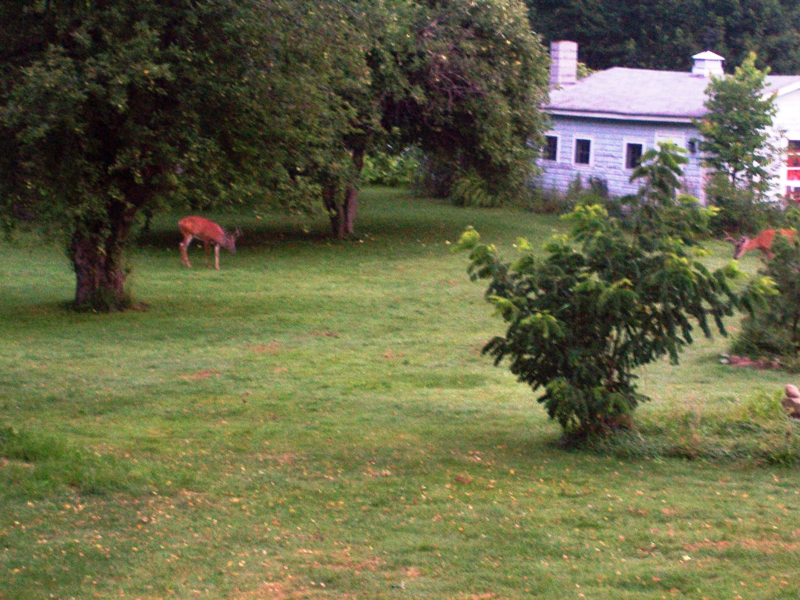 [deer+in+backyard.JPG]