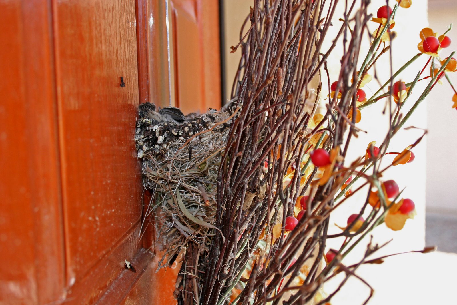 [Birds+nest+on+front+door+behind+wreath+d.jpg]