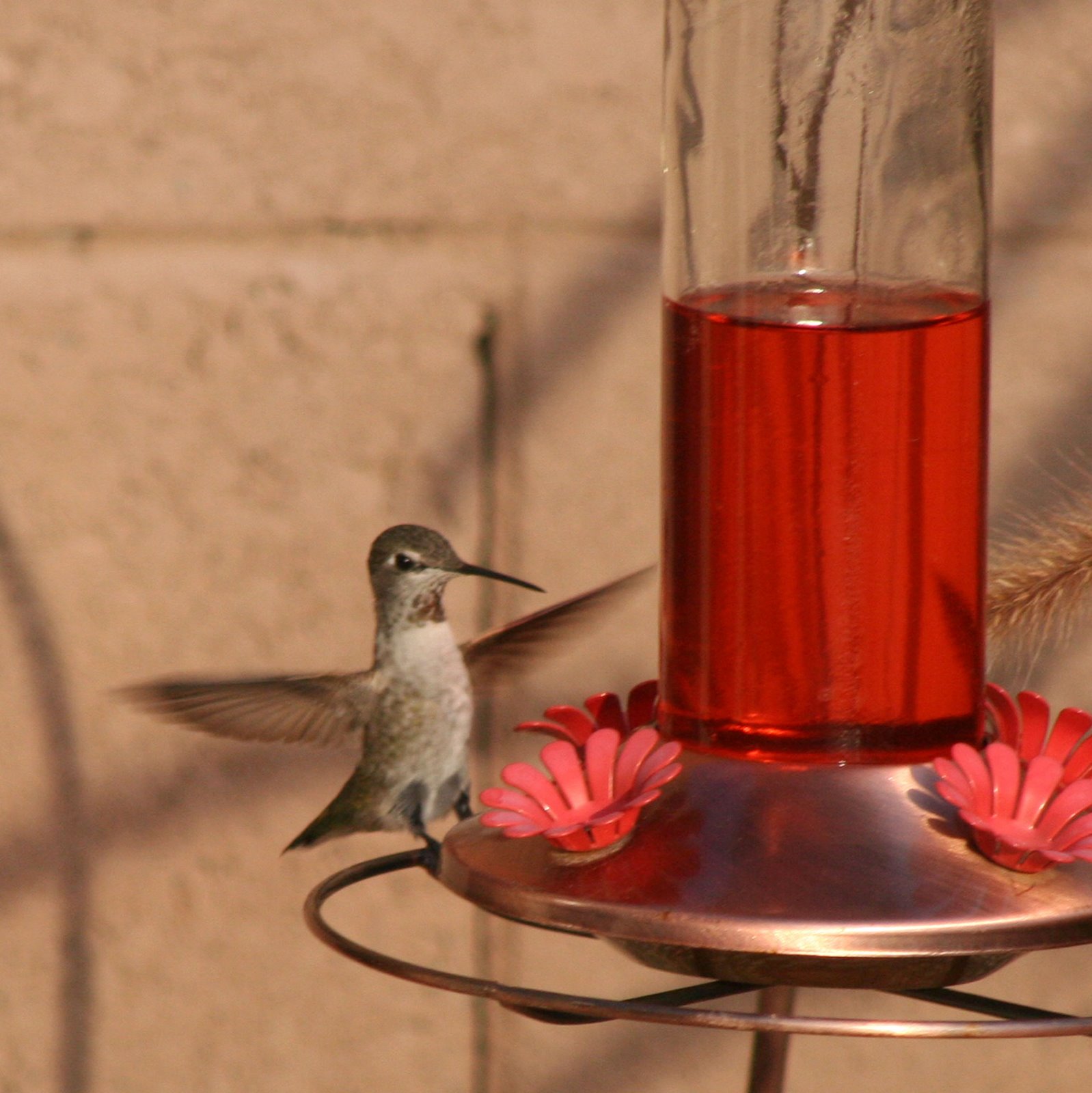 [hummingbird+2.jpg]
