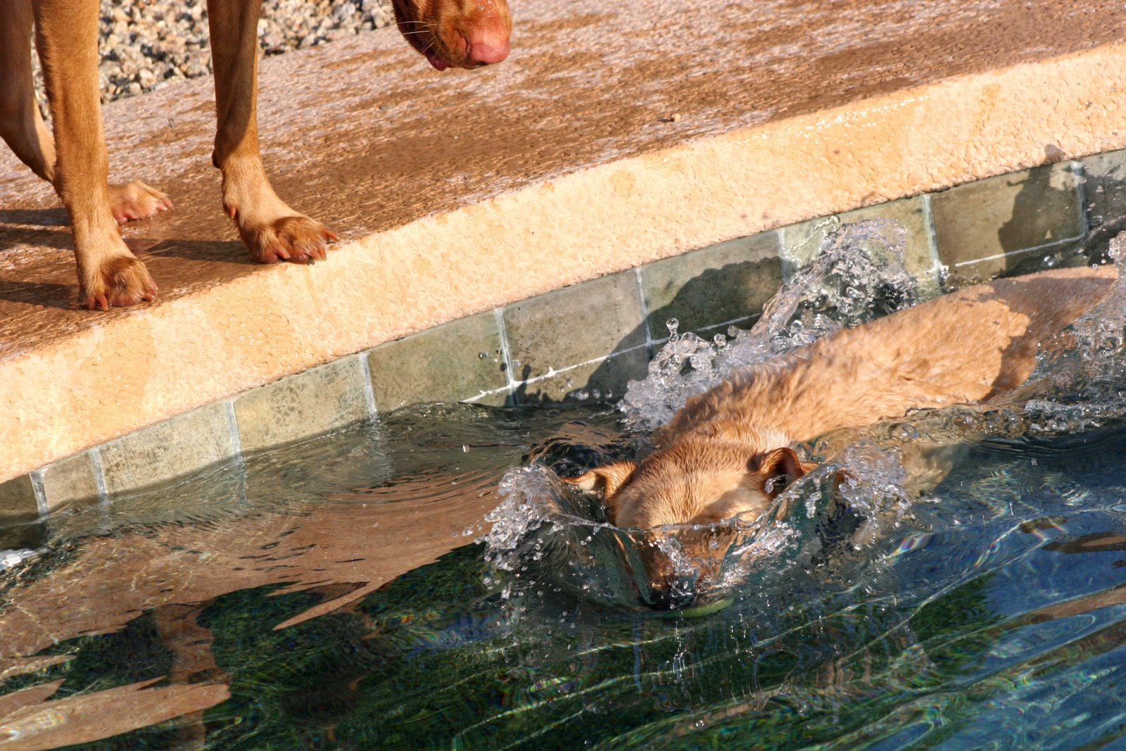 [Dogs+in+the+pool+039b.jpg]
