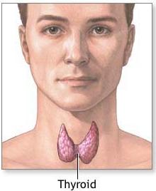 [Thyroid_gland.jpg]