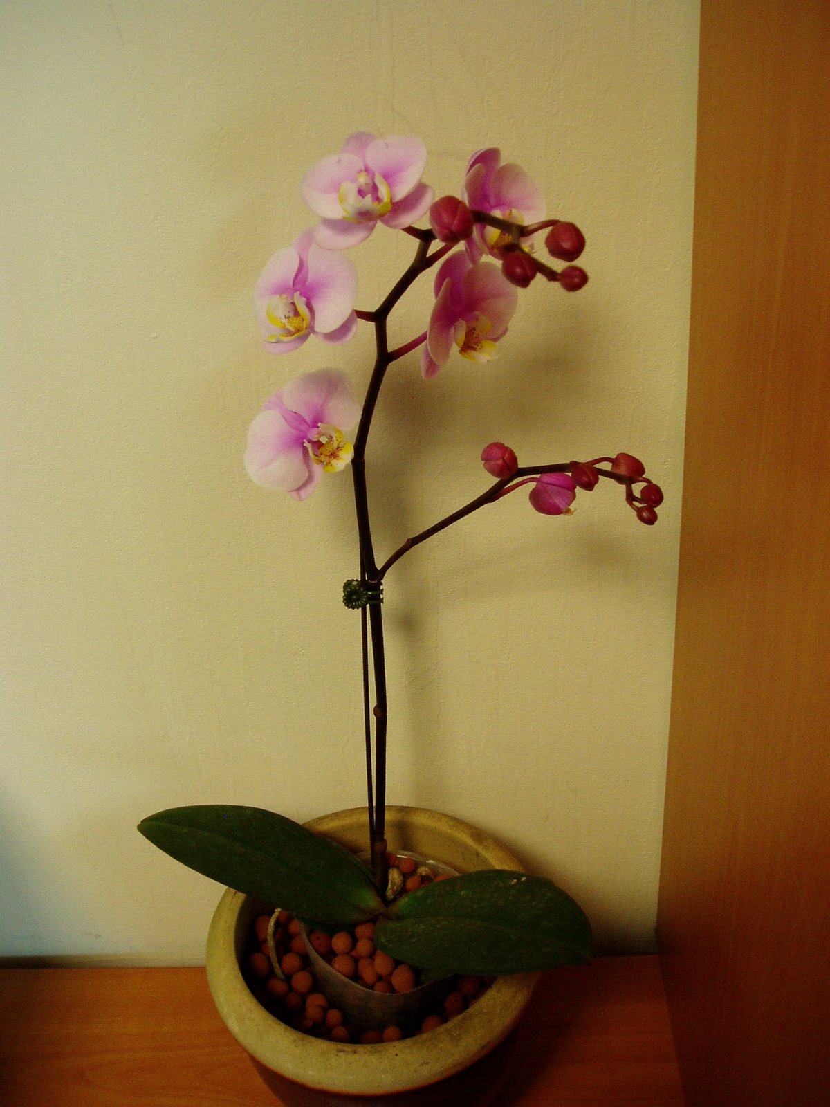 [270508+airani's+orchids+(2).JPG]