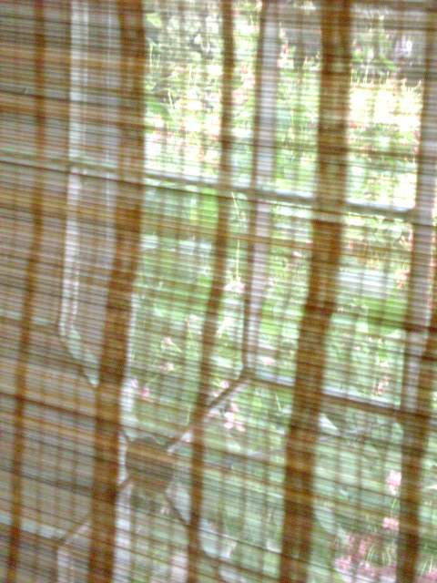 [look+through+this+bamboo+curtain+to+discern+the+plants+outside.jpg]