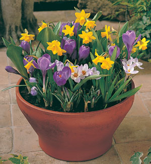 [04-bulbs+in+container.jpg]