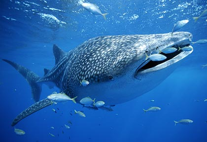 [whale-shark-with-fish.jpg]