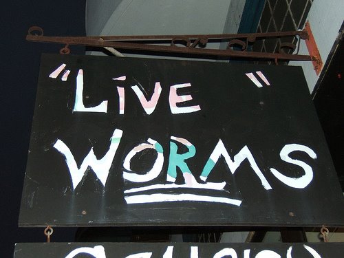 [liveworms.jpg]