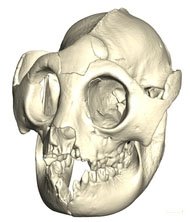 [lemur+skull.jpg]