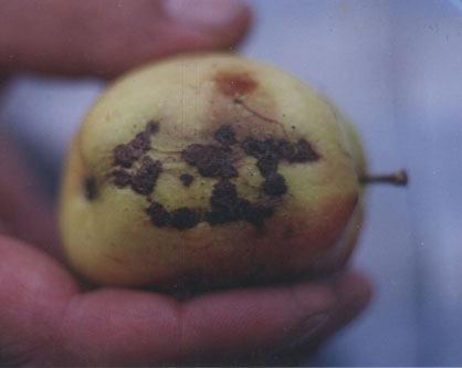 [Allah_apple.jpg]