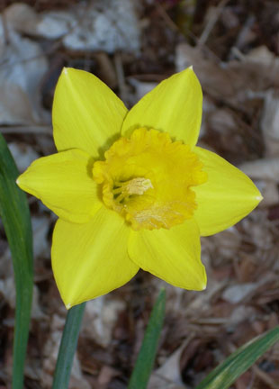 [daffodil-2.jpg]
