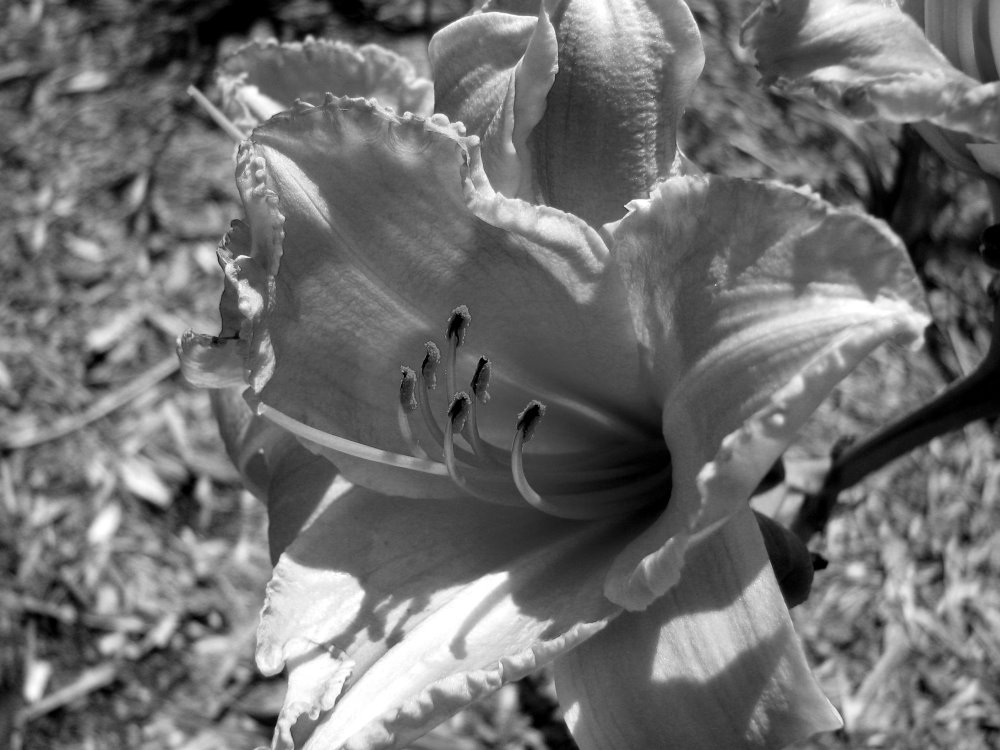 [flower+black+and+white+jpg.jpg]