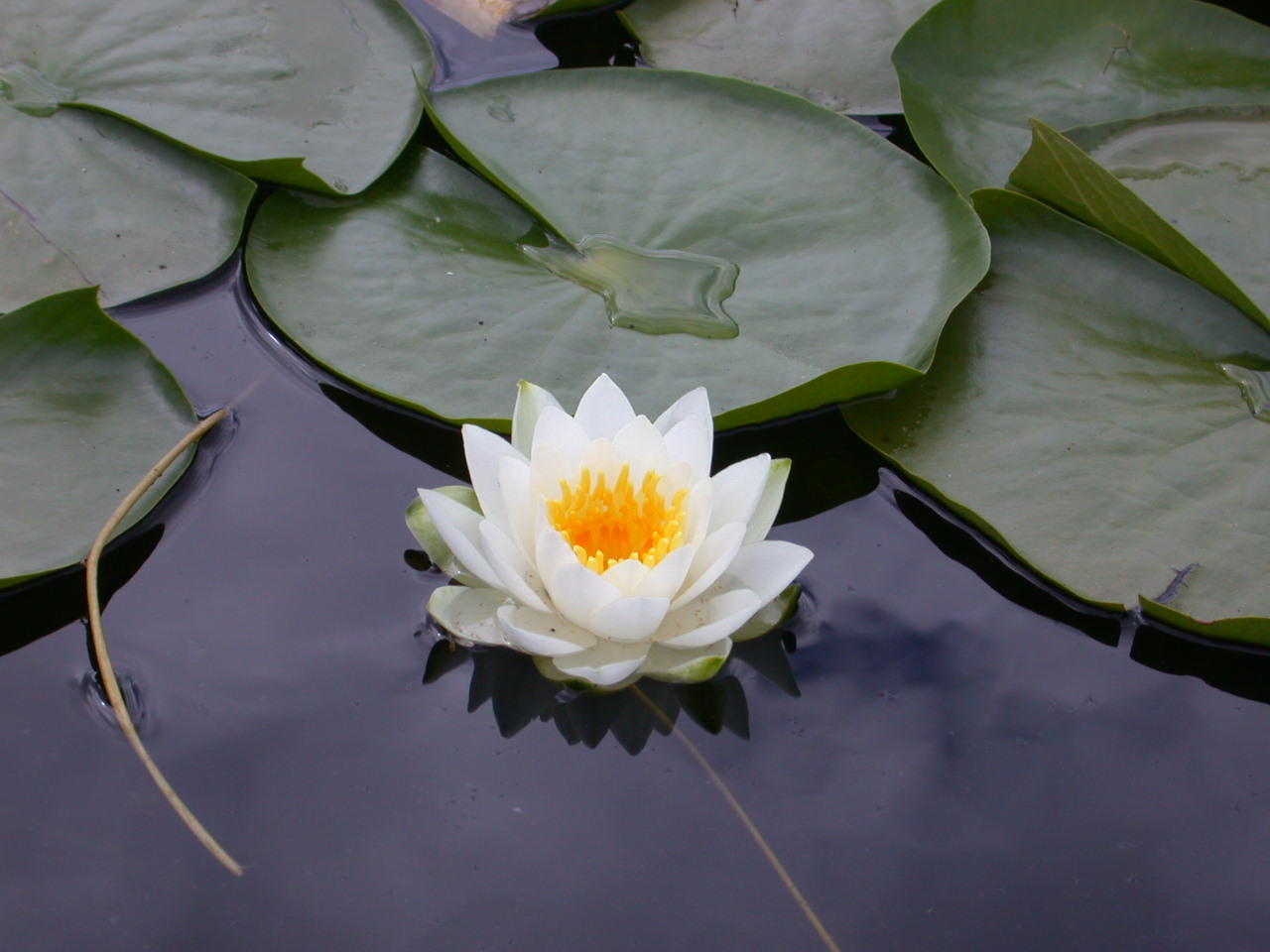 [Lotus_Flower.jpg]
