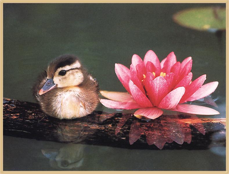 [Wood-Duckling-On-Log-With-Lotus-Flower.Jpg]
