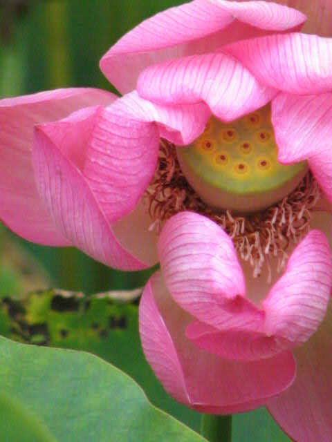 [lotus-flower.jpg]