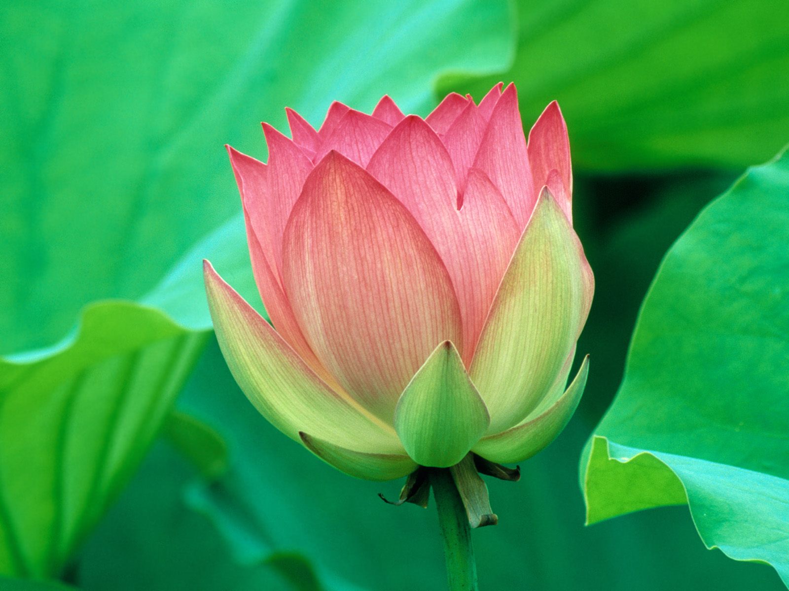 [Lovely+Lotus+Flower.jpg]