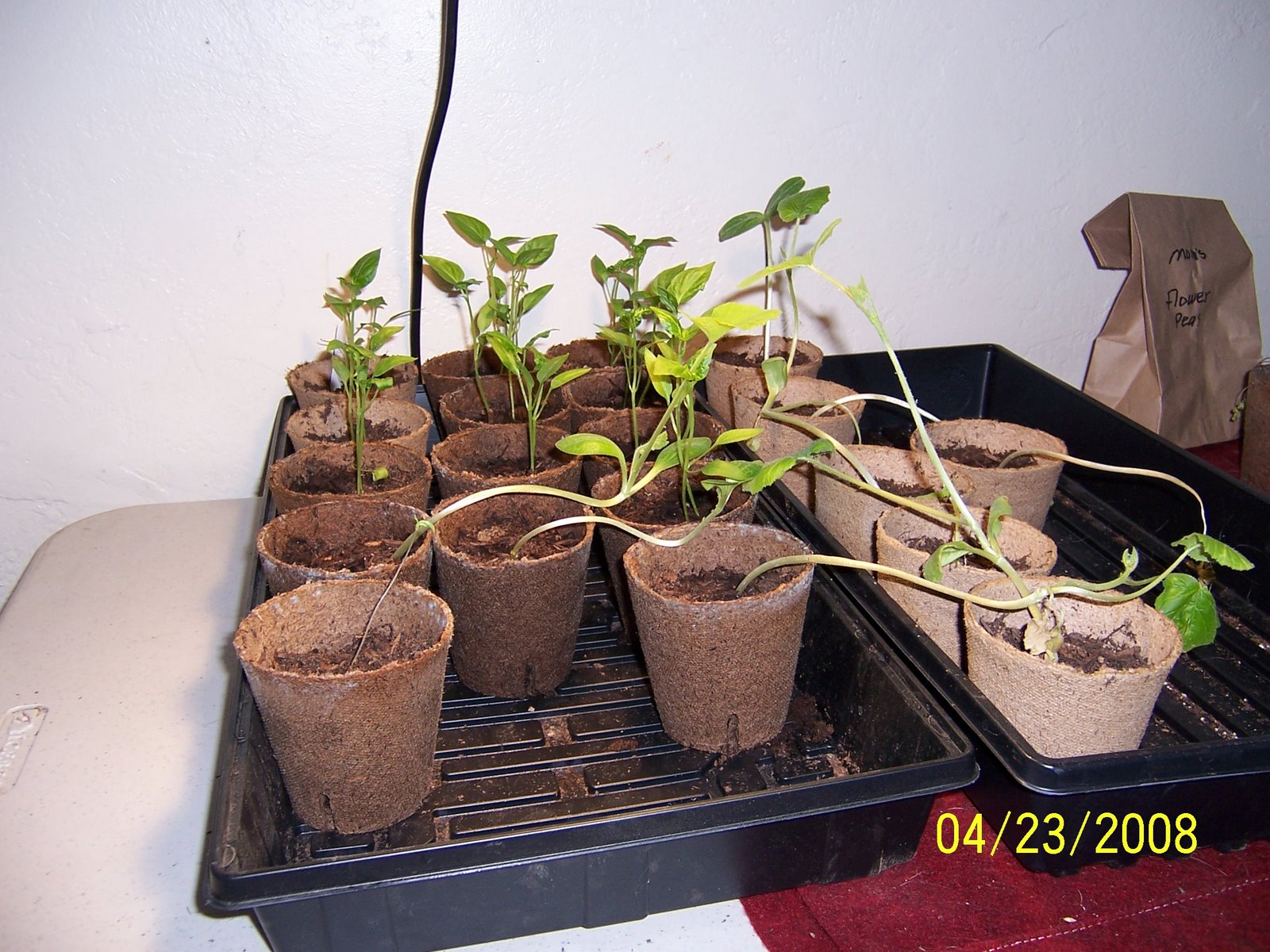 [Bell+peppers+and+squash+seedlings.JPG]