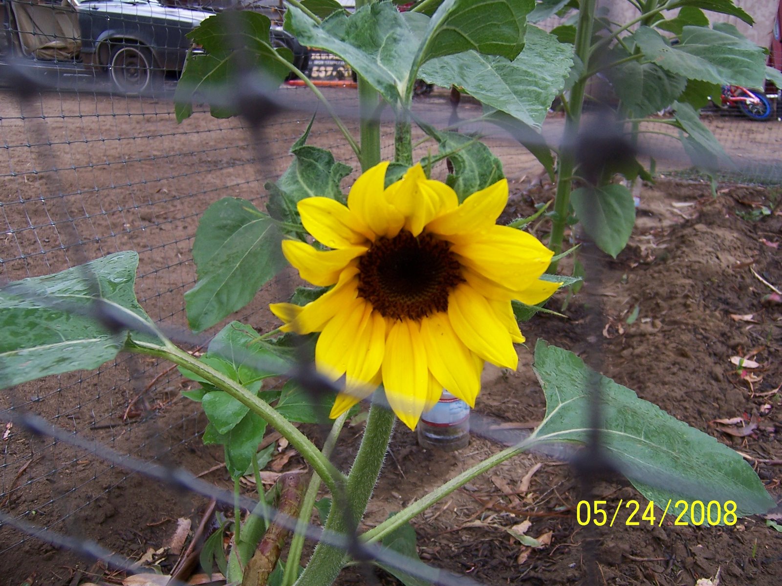 [First+sunflower.JPG]