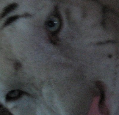White Tiger Photo with Noise