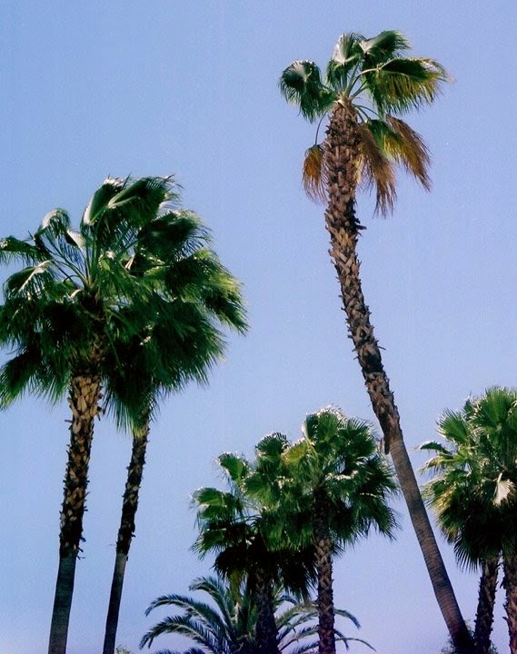 [palm+trees+small.jpg]