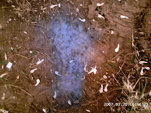 Footprint found next to a pine tree in my backyard