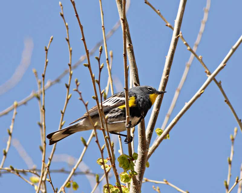 [YR-Warbler-Audubons-1052.jpg]