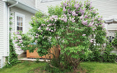The Hot Tub is hidden by the Lilac