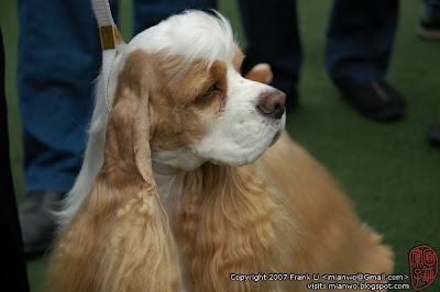 2/27/2007 | Simon in shenzhen dogshow | Click to view more