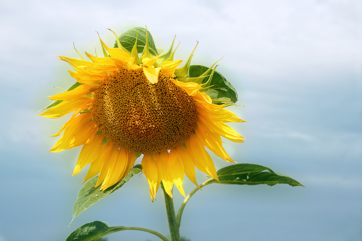 [sunflower+againt+blue+sky.jpg]