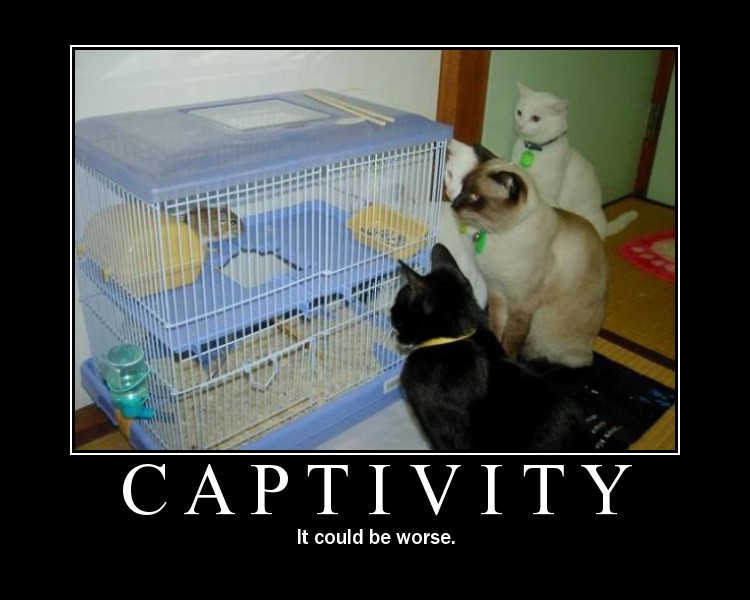 [captivity22.jpg]