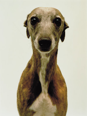 whippets in the worlds most ugliest dog competiton