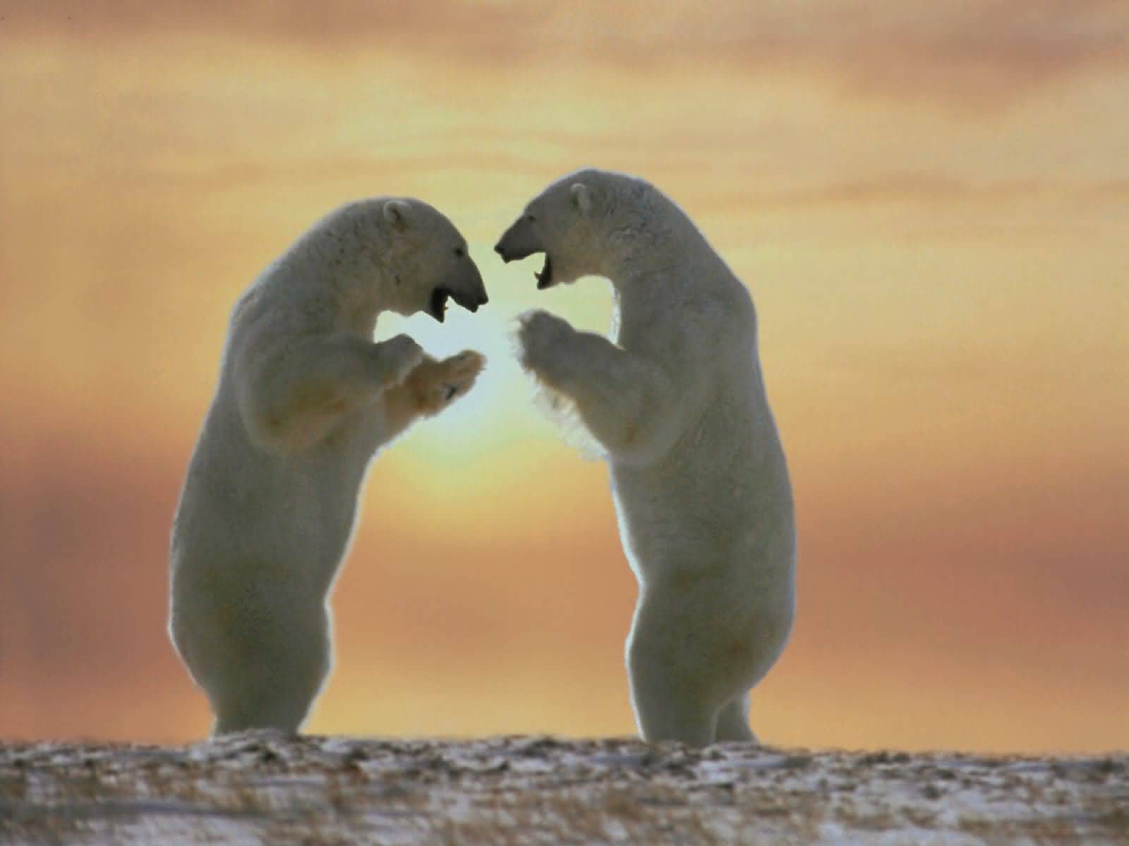 [Tall_Tales_Polar_Bears_Cape_Churchill_Canada-1600x1200.jpg]