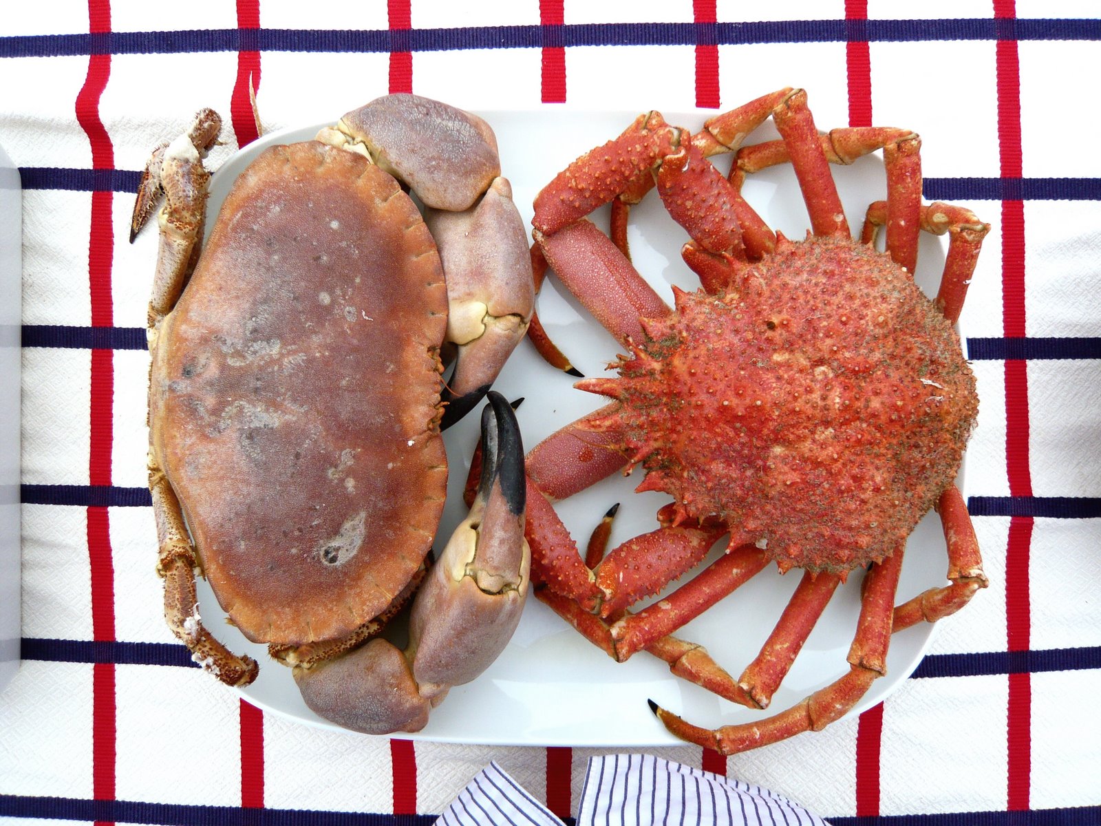 [crabs.JPG]