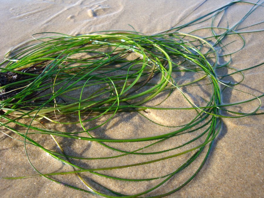 [seagrass.jpg]