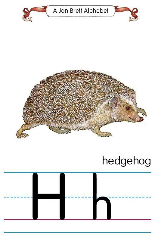 [h_hedgehog.jpg]