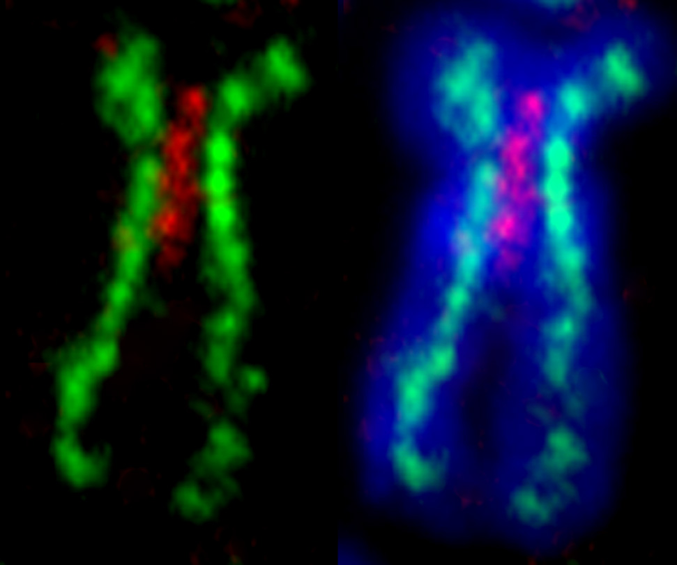 [cromosoma+de+verdad+(www.cnio.es).jpg]