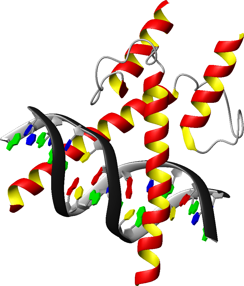 [representación+gen+entrando+en+cadena+ADN+(www.cs.stedwards.edu).gif]