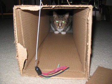 [boxofcats3.jpg]