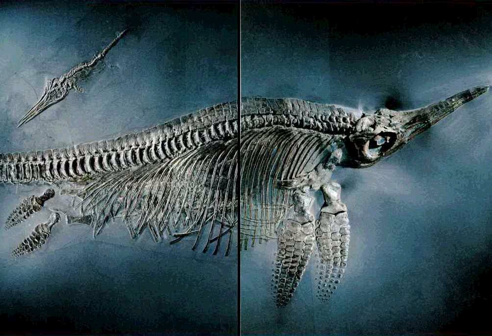 [ichthyosaur.jpg]