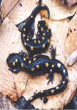 [salamanders.jpg]