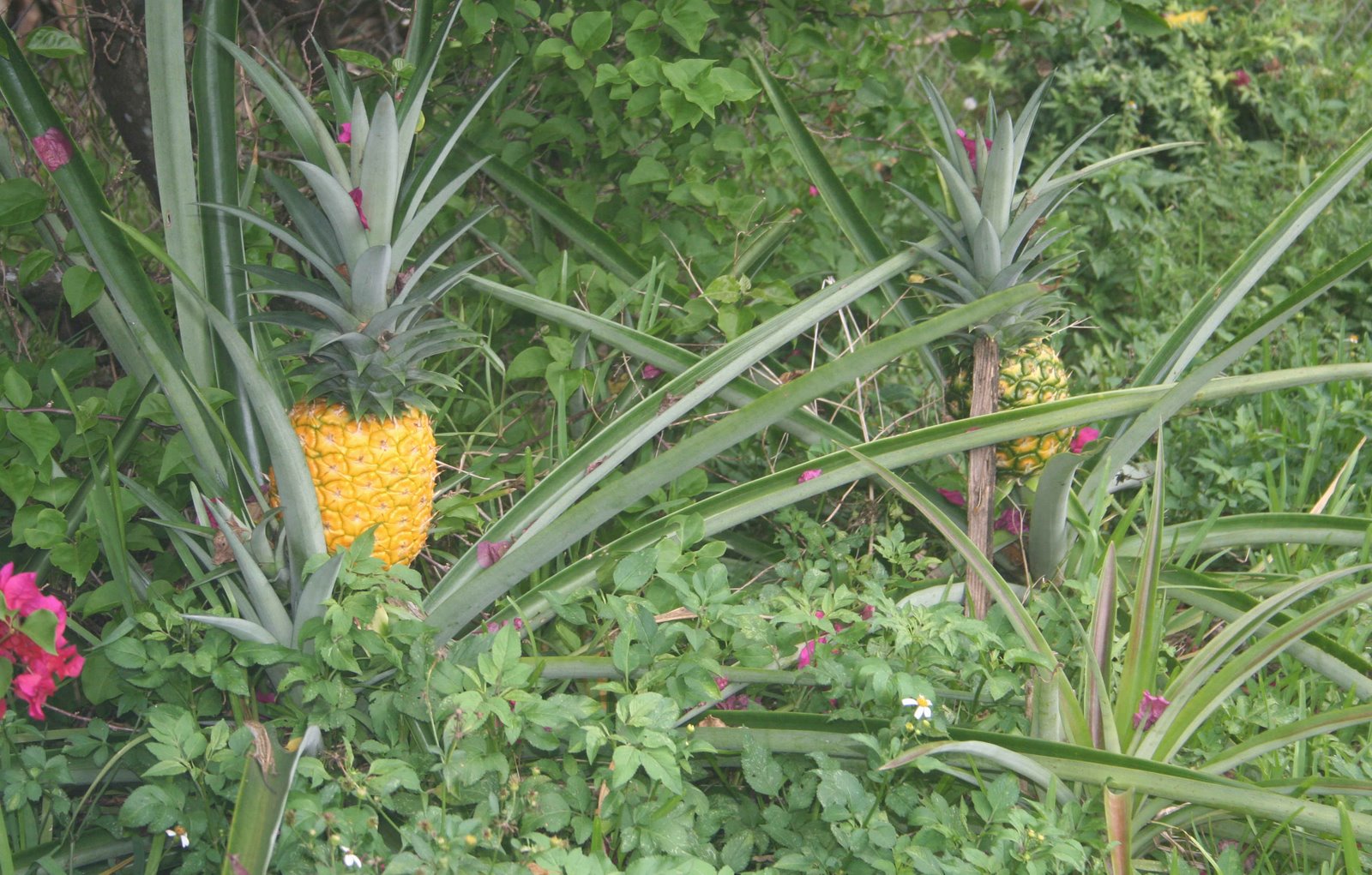 [pineapples.jpg]