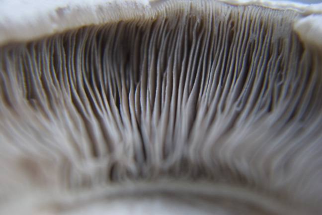[mushroom1w.jpg]