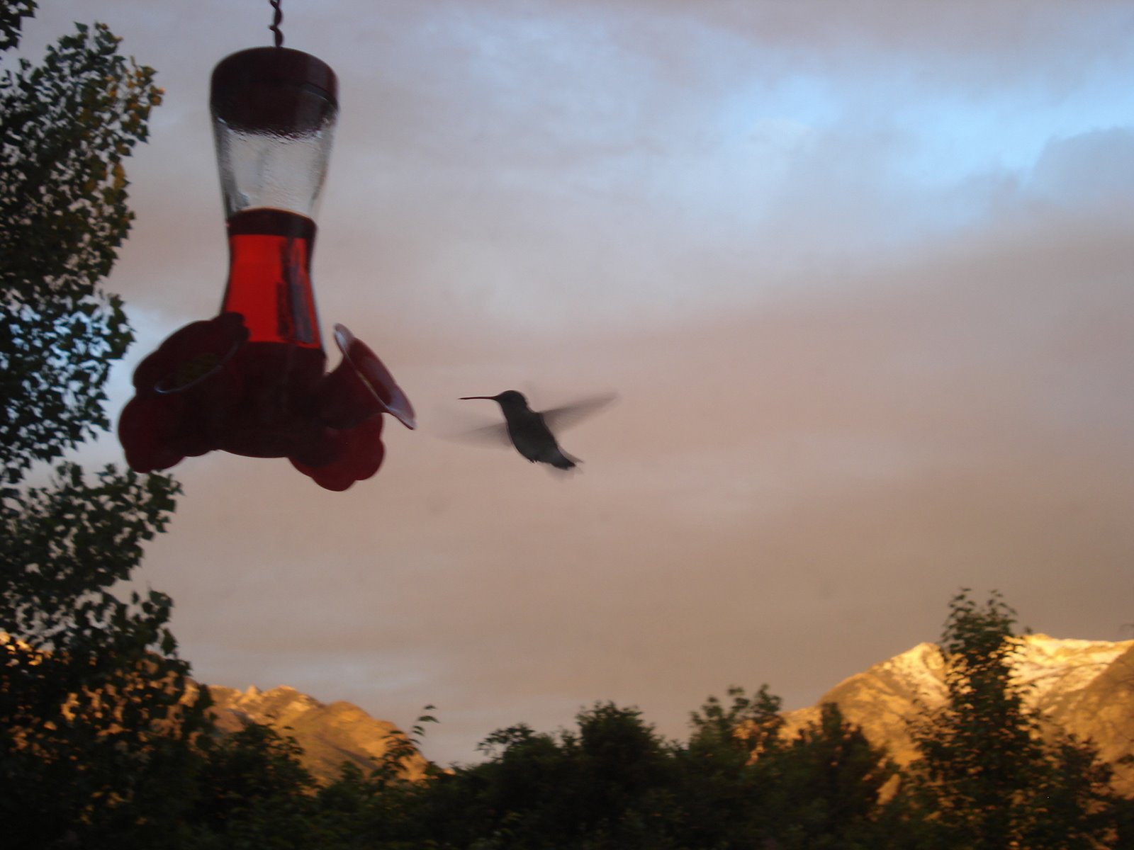 [hummingbirds+032.jpg]