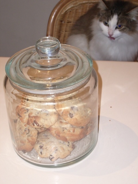 [cookies+and+cat.JPG]